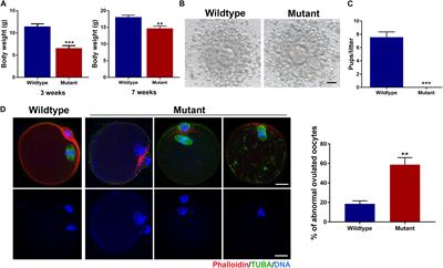 Echinoderm Microtubule Associated Protein Like 1 Is Indispensable for Oocyte Spindle Assembly and Meiotic Progression in Mice